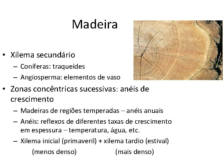 Madeira • Xilema secundário – Coníferas: traqueídes – Angiosperma: elementos de vaso • Zonas