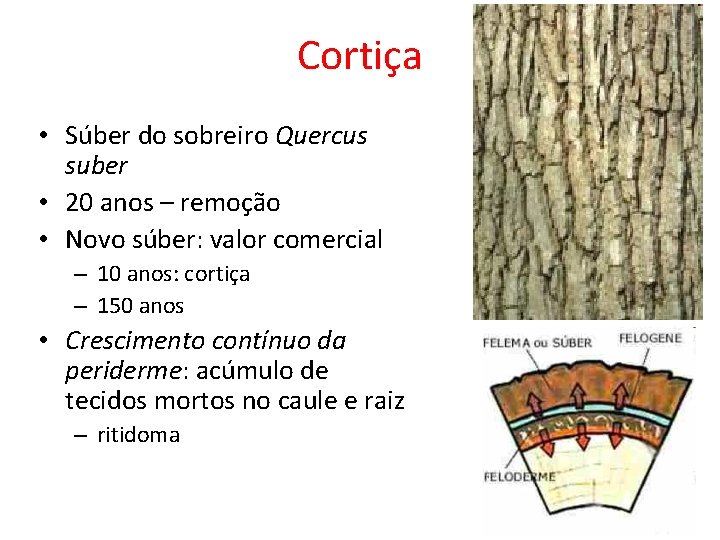 Cortiça • Súber do sobreiro Quercus suber • 20 anos – remoção • Novo