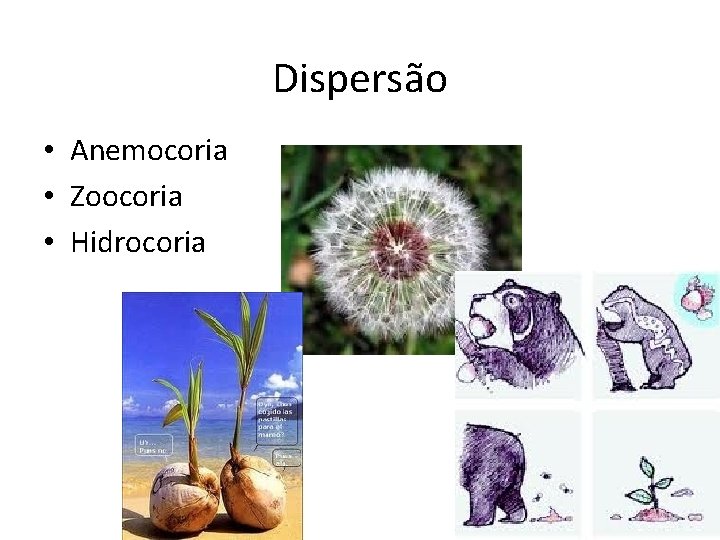 Dispersão • Anemocoria • Zoocoria • Hidrocoria 