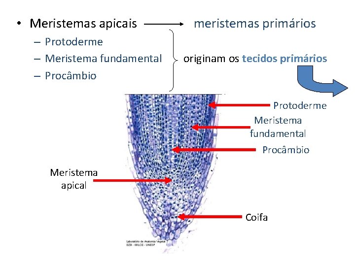  • Meristemas apicais – Protoderme – Meristema fundamental – Procâmbio meristemas primários originam