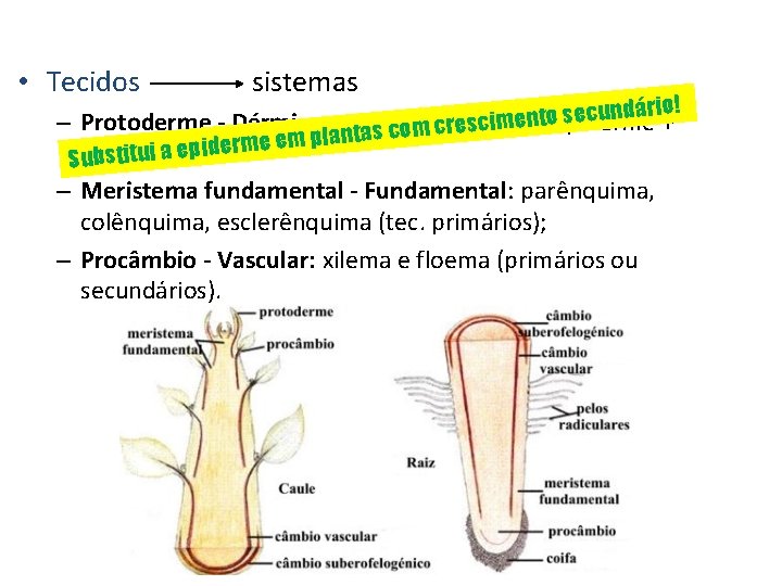  • Tecidos sistemas ário! ecund + s o t n e m i