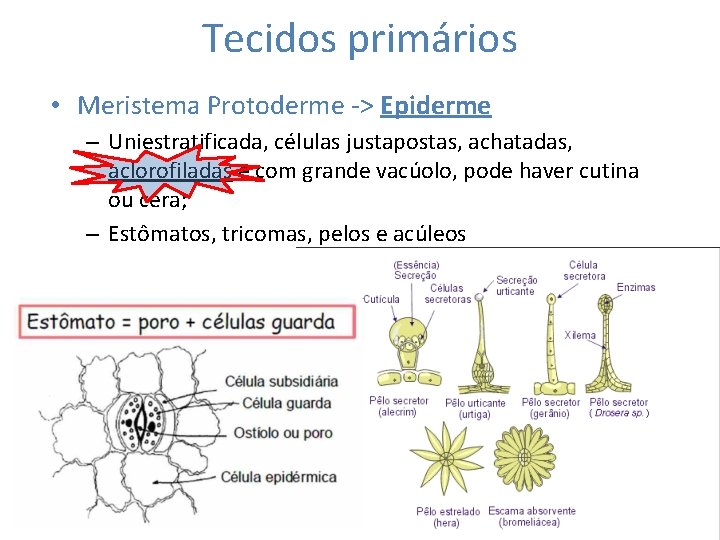 Tecidos primários • Meristema Protoderme -> Epiderme – Uniestratificada, células justapostas, achatadas, aclorofiladas e