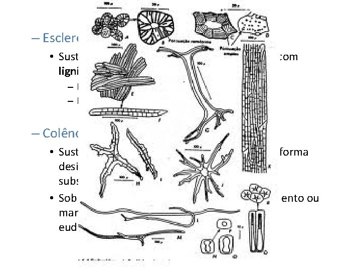 – Esclerênquima • Sustentação, células mortas, PC espessadas, com lignina; – Esclereides – Fibras