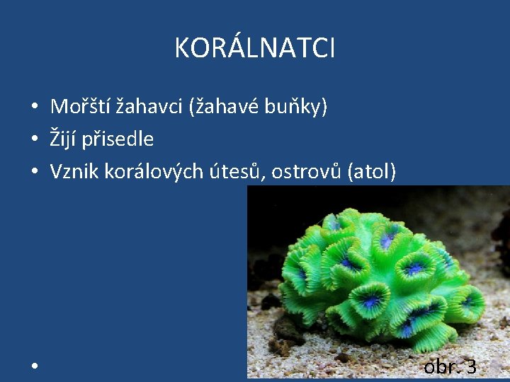KORÁLNATCI • Mořští žahavci (žahavé buňky) • Žijí přisedle • Vznik korálových útesů, ostrovů