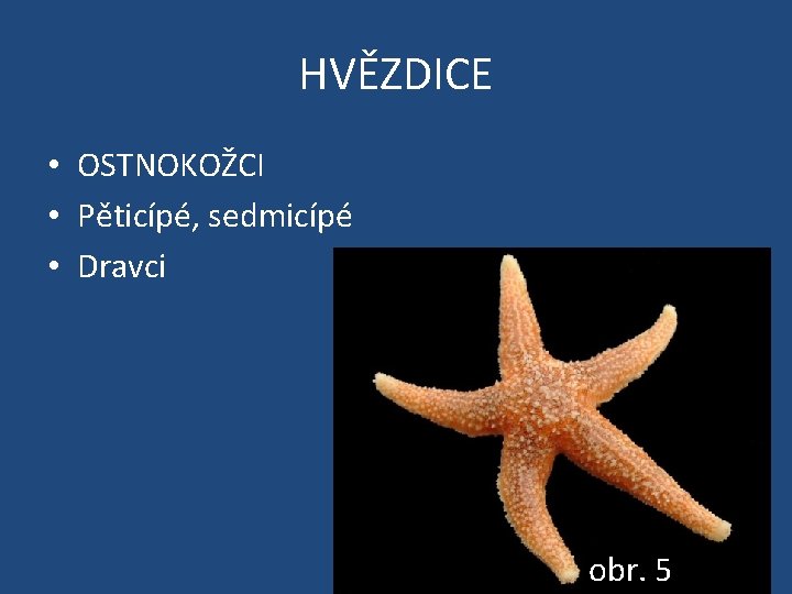 HVĚZDICE • OSTNOKOŽCI • Pěticípé, sedmicípé • Dravci obr. 5 