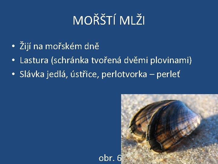 MOŘŠTÍ MLŽI • Žijí na mořském dně • Lastura (schránka tvořená dvěmi plovinami) •