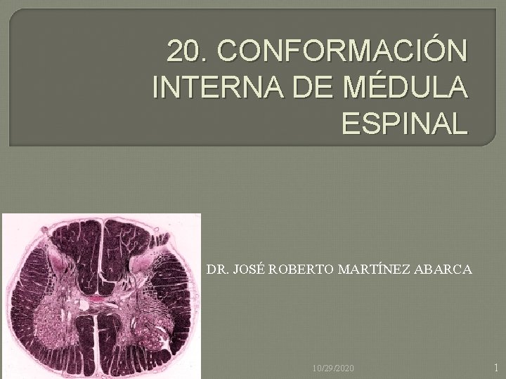 20. CONFORMACIÓN INTERNA DE MÉDULA ESPINAL DR. JOSÉ ROBERTO MARTÍNEZ ABARCA 10/29/2020 1 