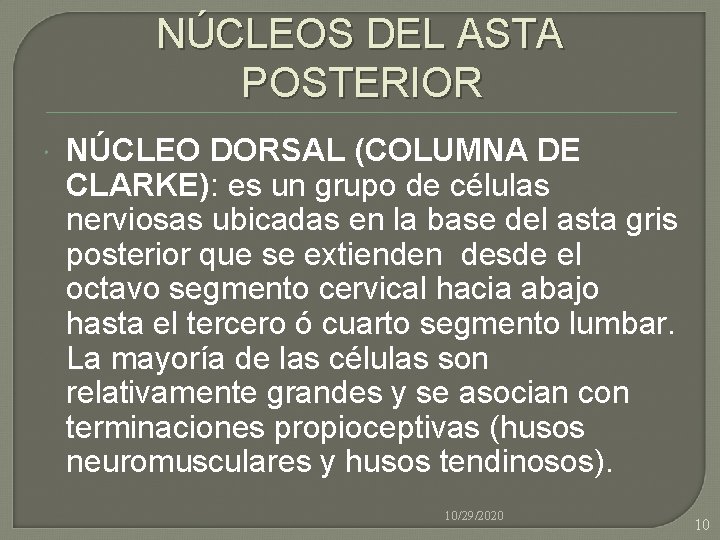 NÚCLEOS DEL ASTA POSTERIOR NÚCLEO DORSAL (COLUMNA DE CLARKE): es un grupo de células