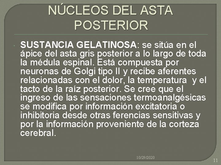 NÚCLEOS DEL ASTA POSTERIOR SUSTANCIA GELATINOSA: se sitúa en el ápice del asta gris