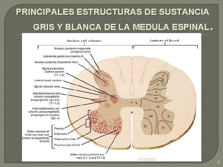 PRINCIPALES ESTRUCTURAS DE SUSTANCIA GRIS Y BLANCA DE LA MEDULA ESPINAL. 10/29/2020 4 