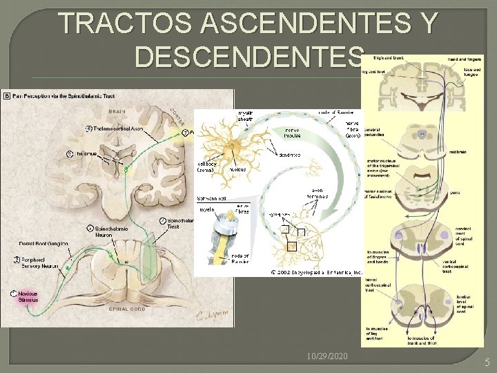 TRACTOS ASCENDENTES Y DESCENDENTES 10/29/2020 5 