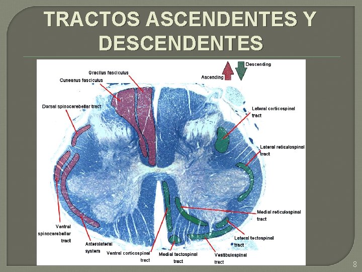 TRACTOS ASCENDENTES Y DESCENDENTES 10/29/2020 8 