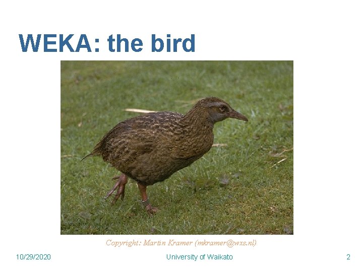 WEKA: the bird Copyright: Martin Kramer (mkramer@wxs. nl) 10/29/2020 University of Waikato 2 