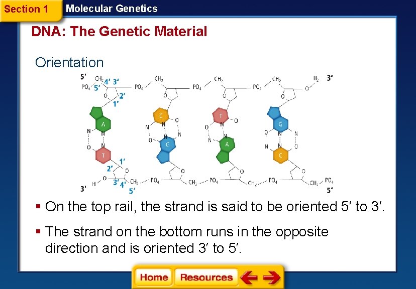 Section 1 Molecular Genetics DNA: The Genetic Material Orientation § On the top rail,