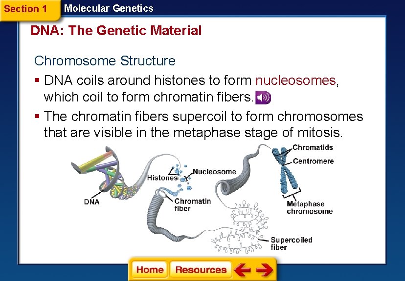 Section 1 Molecular Genetics DNA: The Genetic Material Chromosome Structure § DNA coils around