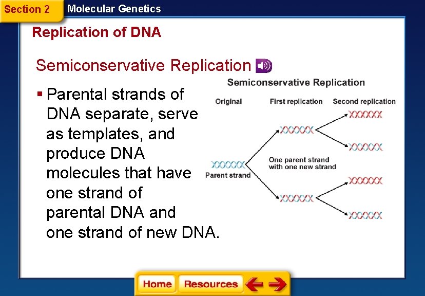 Section 2 Molecular Genetics Replication of DNA Semiconservative Replication § Parental strands of DNA