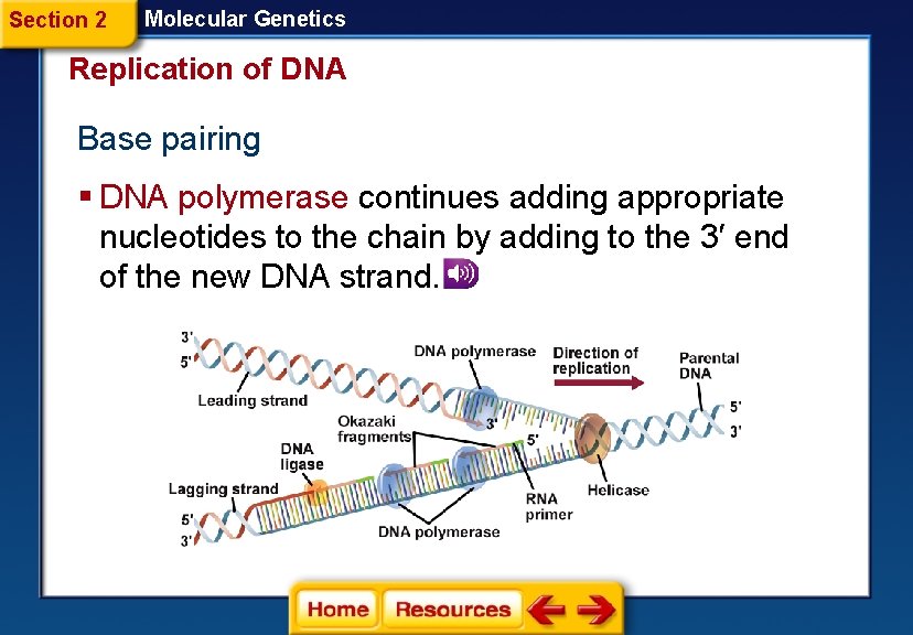 Section 2 Molecular Genetics Replication of DNA Base pairing § DNA polymerase continues adding