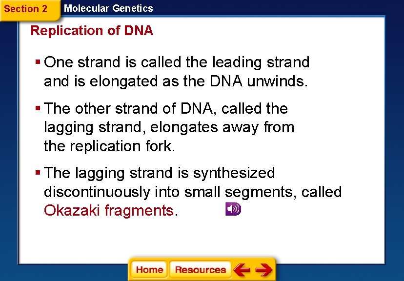 Section 2 Molecular Genetics Replication of DNA § One strand is called the leading