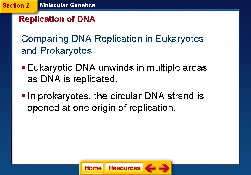 Section 2 Molecular Genetics Replication of DNA Comparing DNA Replication in Eukaryotes and Prokaryotes