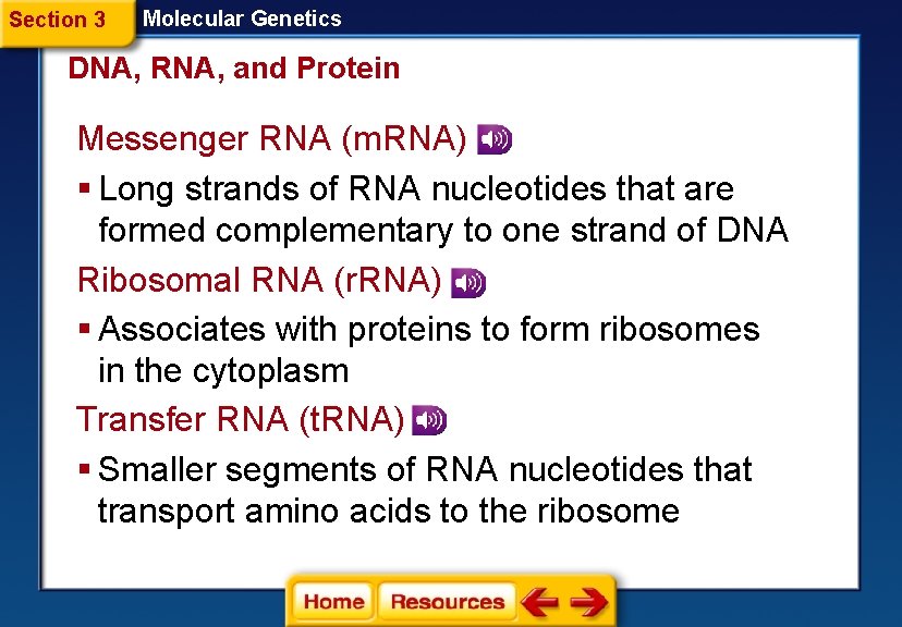 Section 3 Molecular Genetics DNA, RNA, and Protein Messenger RNA (m. RNA) § Long