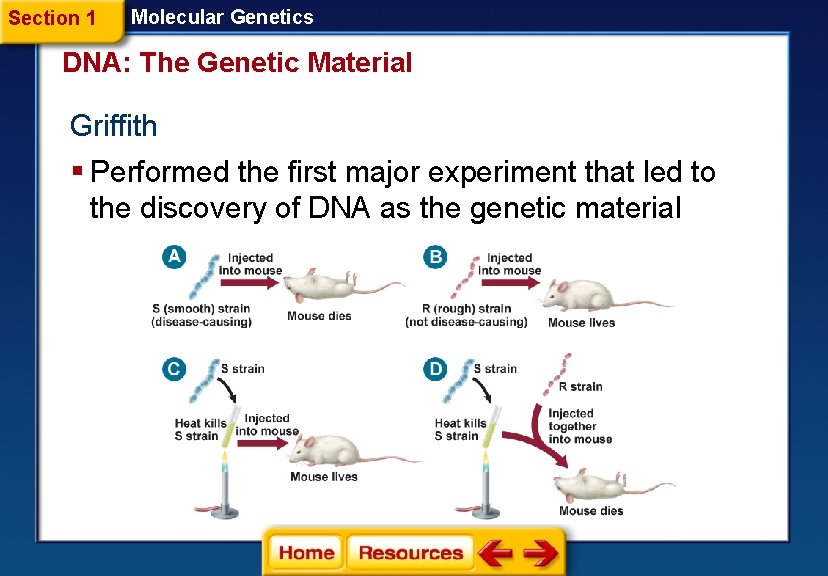 Section 1 Molecular Genetics DNA: The Genetic Material Griffith § Performed the first major