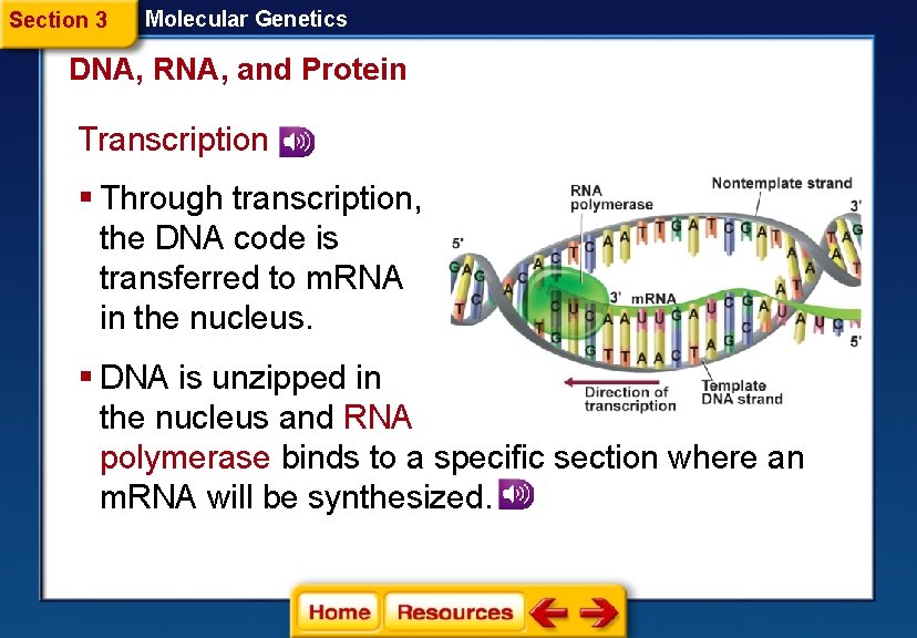 Section 3 Molecular Genetics DNA, RNA, and Protein Transcription § Through transcription, the DNA