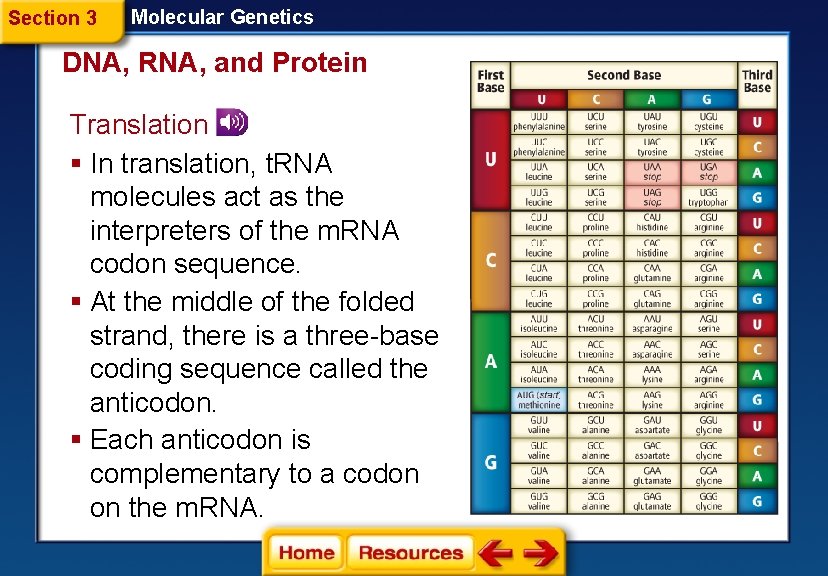 Section 3 Molecular Genetics DNA, RNA, and Protein Translation § In translation, t. RNA