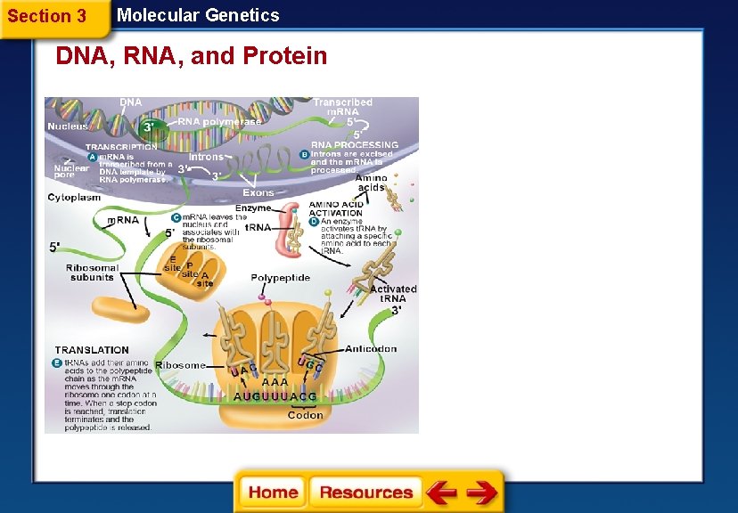 Section 3 Molecular Genetics DNA, RNA, and Protein 