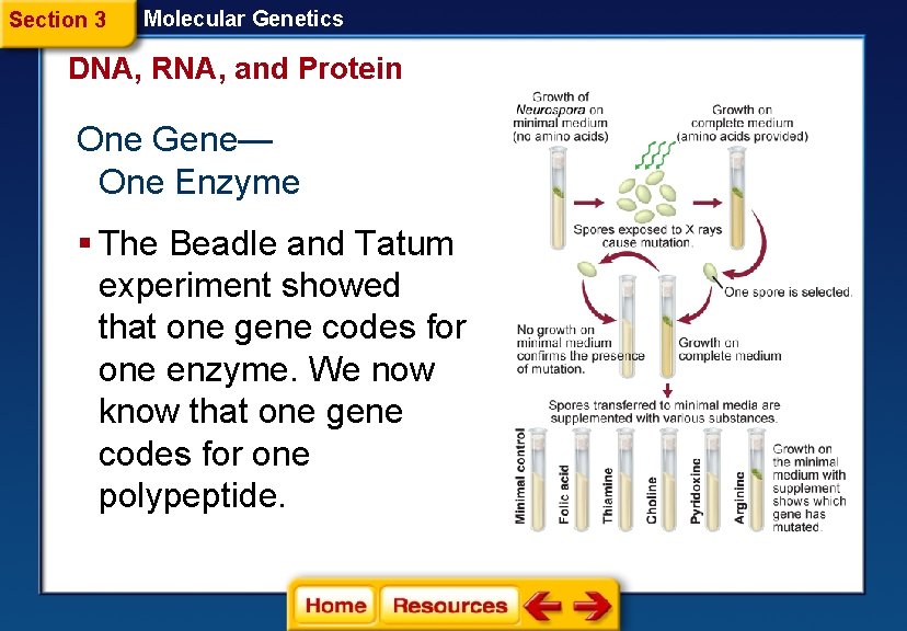 Section 3 Molecular Genetics DNA, RNA, and Protein One Gene— One Enzyme § The