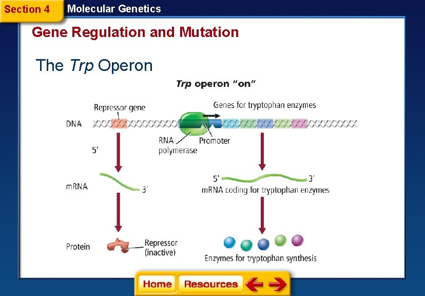 Section 4 Molecular Genetics Gene Regulation and Mutation The Trp Operon 