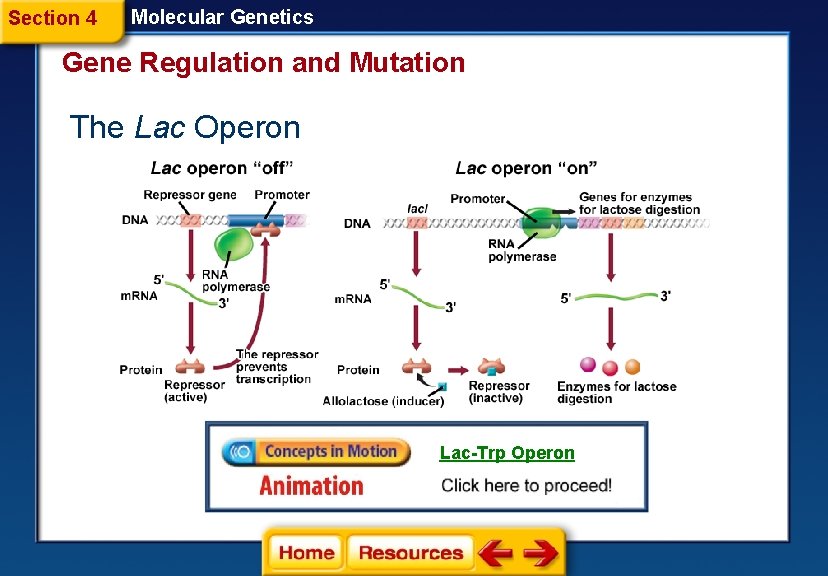 Section 4 Molecular Genetics Gene Regulation and Mutation The Lac Operon Lac-Trp Operon 