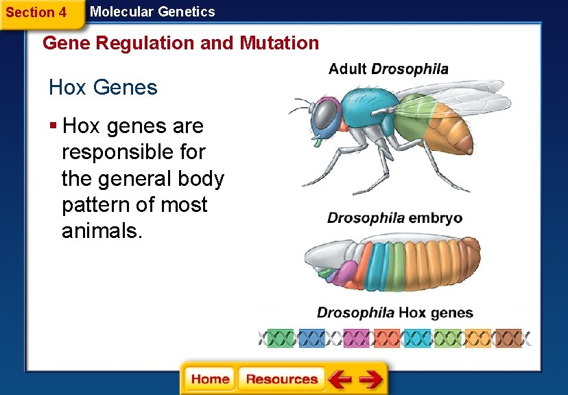 Section 4 Molecular Genetics Gene Regulation and Mutation Hox Genes § Hox genes are