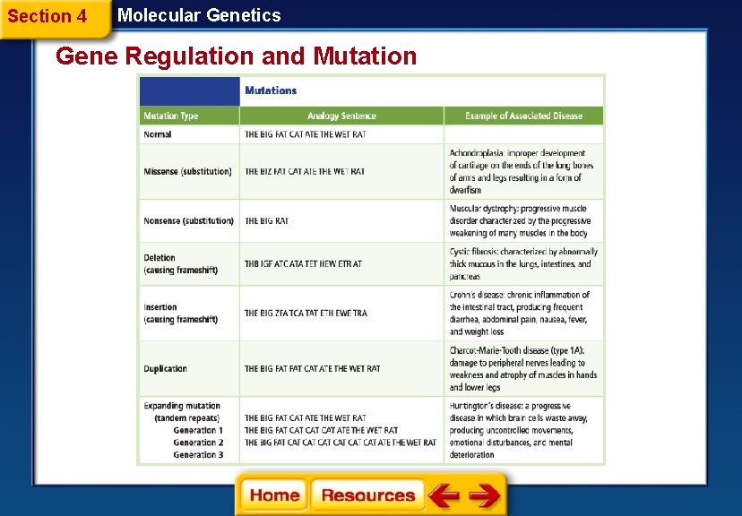 Section 4 Molecular Genetics Gene Regulation and Mutation 