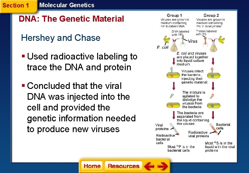 Section 1 Molecular Genetics DNA: The Genetic Material Hershey and Chase § Used radioactive