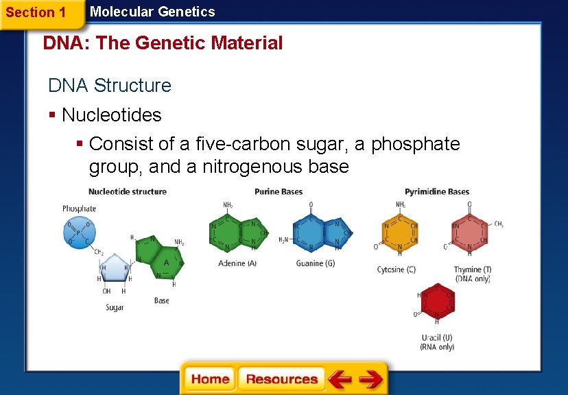 Section 1 Molecular Genetics DNA: The Genetic Material DNA Structure § Nucleotides § Consist