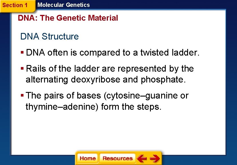 Section 1 Molecular Genetics DNA: The Genetic Material DNA Structure § DNA often is
