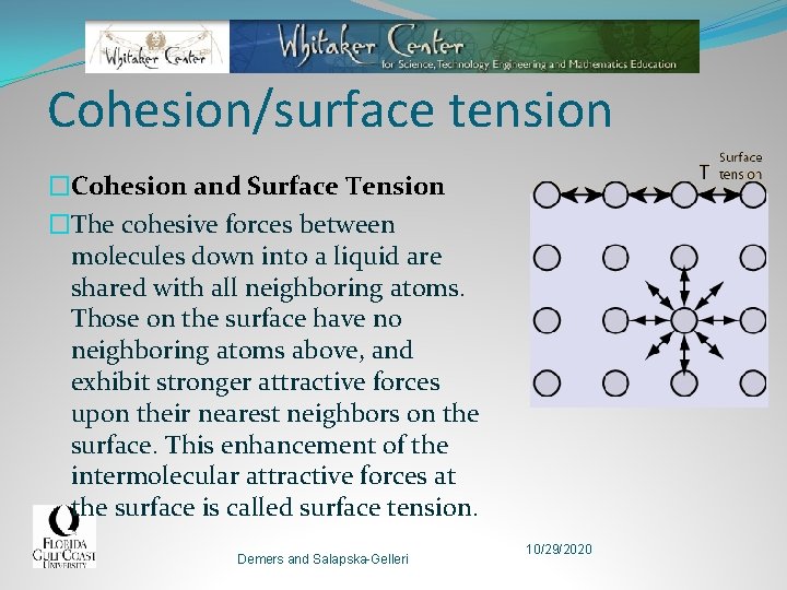 Cohesion/surface tension �Cohesion and Surface Tension �The cohesive forces between molecules down into a