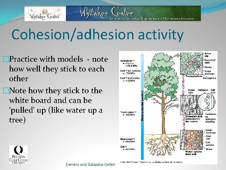 Cohesion/adhesion activity �Practice with models - note how well they stick to each other