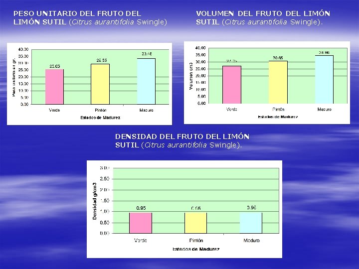 PESO UNITARIO DEL FRUTO DEL LIMÓN SUTIL (Citrus aurantifolia Swingle) VOLUMEN DEL FRUTO DEL PESO UNITARIO DEL FRUTO DEL LIMÓN SUTIL (Citrus aurantifolia Swingle) VOLUMEN DEL FRUTO DEL
