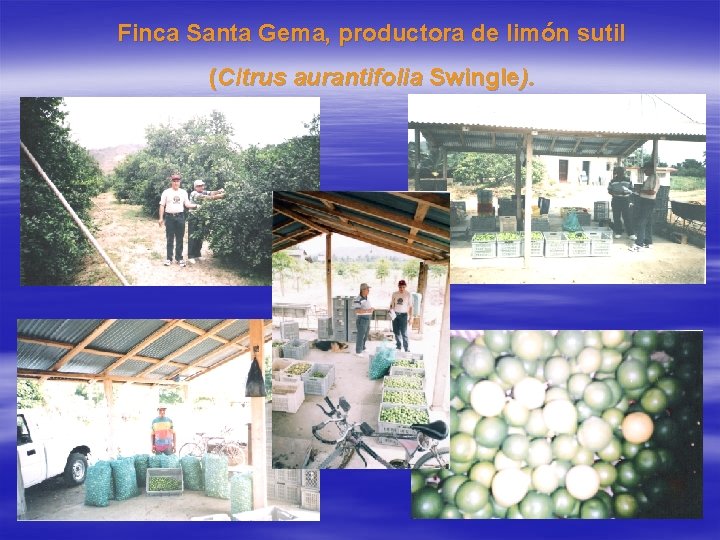 Finca Santa Gema, productora de limón sutil (Citrus aurantifolia Swingle). Finca Santa Gema, productora de limón sutil (Citrus aurantifolia Swingle).