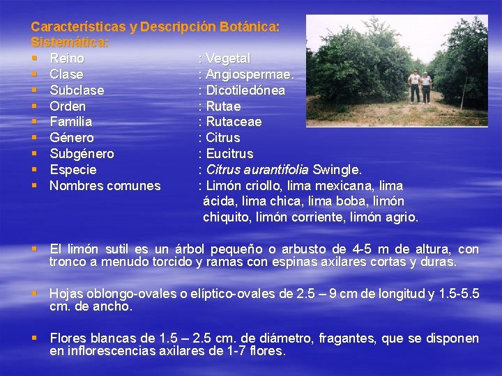 Características y Descripción Botánica: Sistemática: § Reino : Vegetal § Clase : Angiospermae. § Características y Descripción Botánica: Sistemática: § Reino : Vegetal § Clase : Angiospermae. §