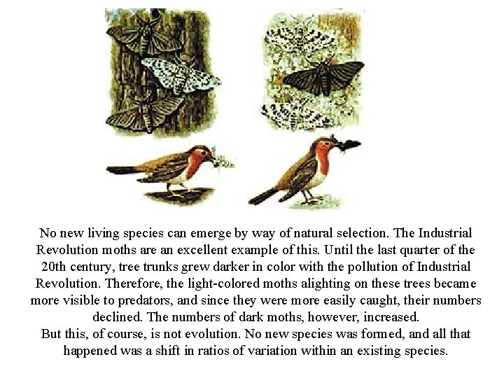 No new living species can emerge by way of natural selection. The Industrial Revolution