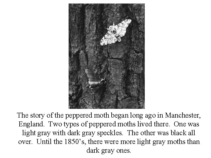 The story of the peppered moth began long ago in Manchester, England. Two types