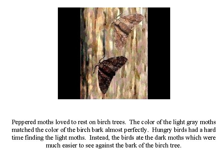 Peppered moths loved to rest on birch trees. The color of the light gray