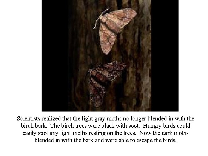 Scientists realized that the light gray moths no longer blended in with the birch