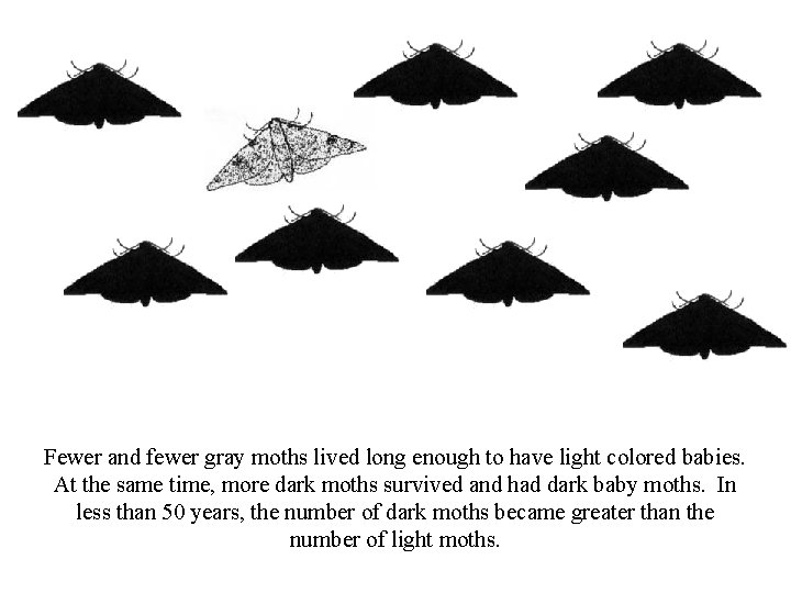 Fewer and fewer gray moths lived long enough to have light colored babies. At