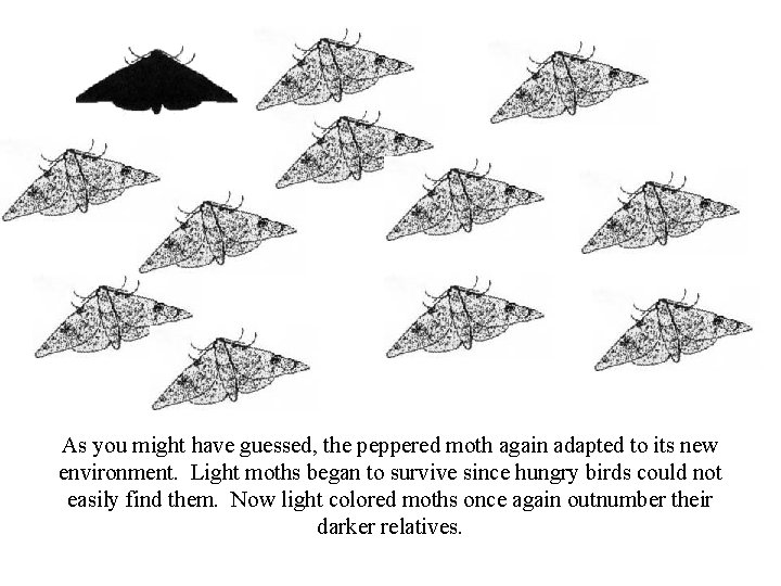 As you might have guessed, the peppered moth again adapted to its new environment.