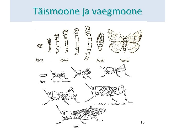 Täismoone ja vaegmoone 13 