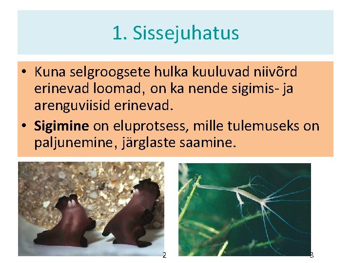 1. Sissejuhatus • Kuna selgroogsete hulka kuuluvad niivõrd erinevad loomad, on ka nende sigimis- 1. Sissejuhatus • Kuna selgroogsete hulka kuuluvad niivõrd erinevad loomad, on ka nende sigimis-