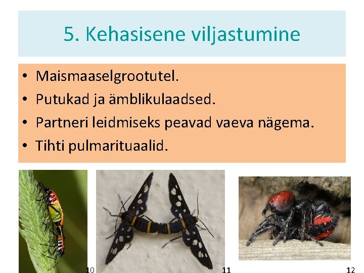 5. Kehasisene viljastumine • • Maismaaselgrootutel. Putukad ja ämblikulaadsed. Partneri leidmiseks peavad vaeva nägema.